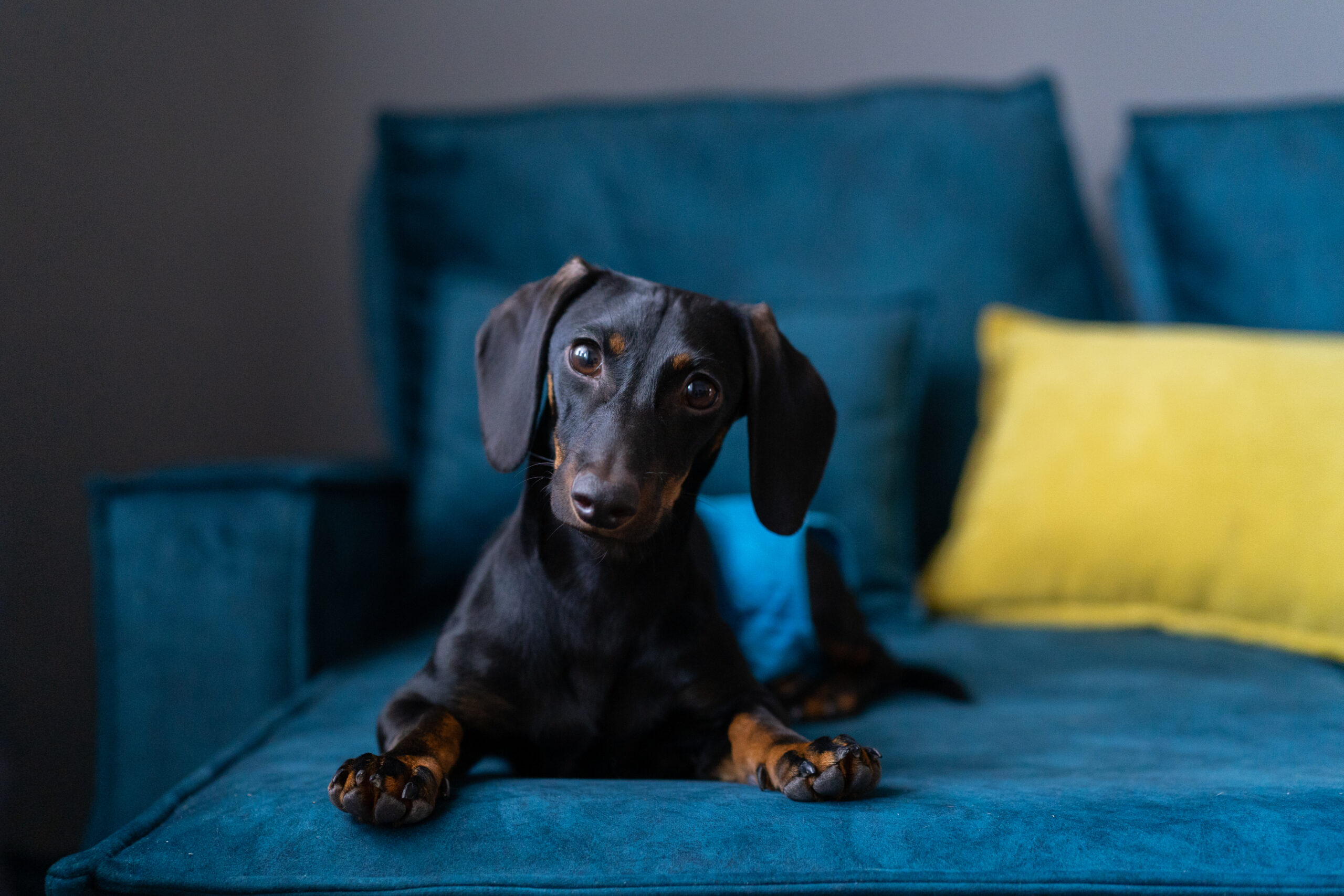 Empathetic Dog And Cat Pain Management In Inverness, FL