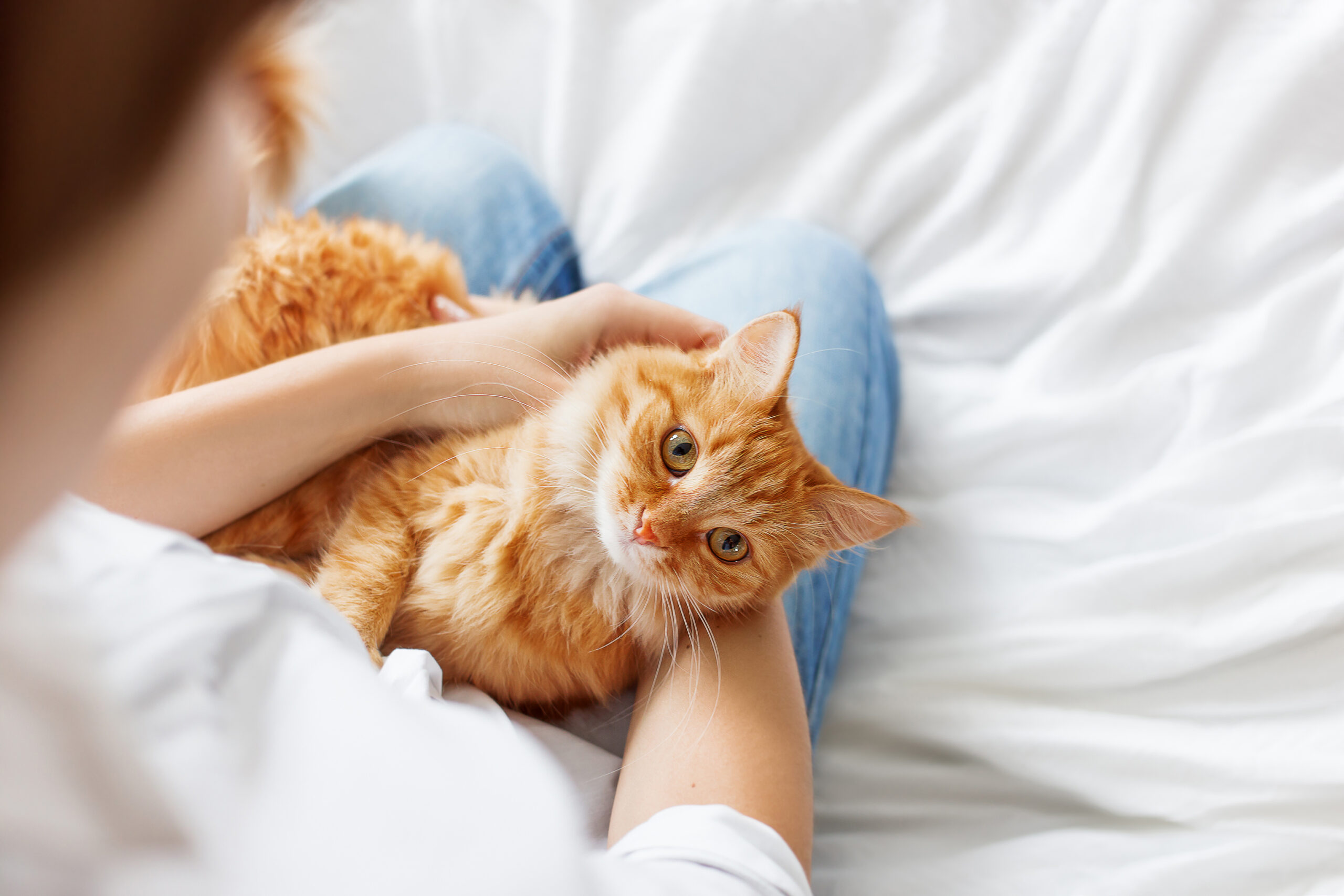Empathetic Dog And Cat Pain Management In Inverness, FL