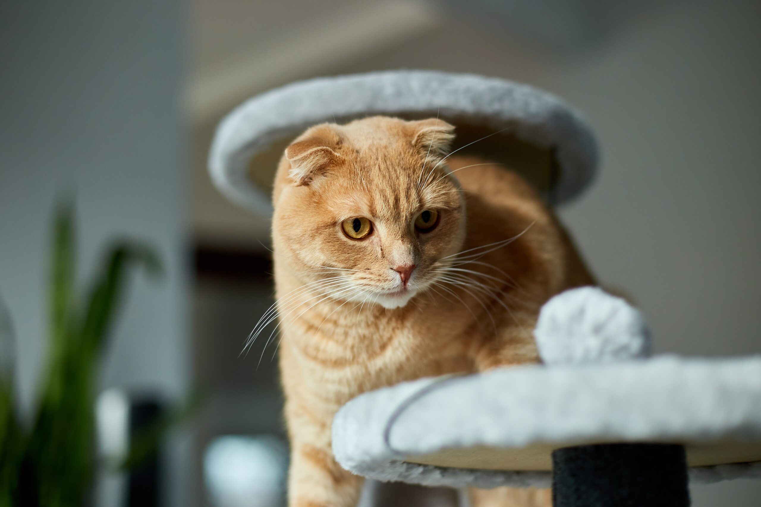 Effective Pet Microchipping In Inverness, FL