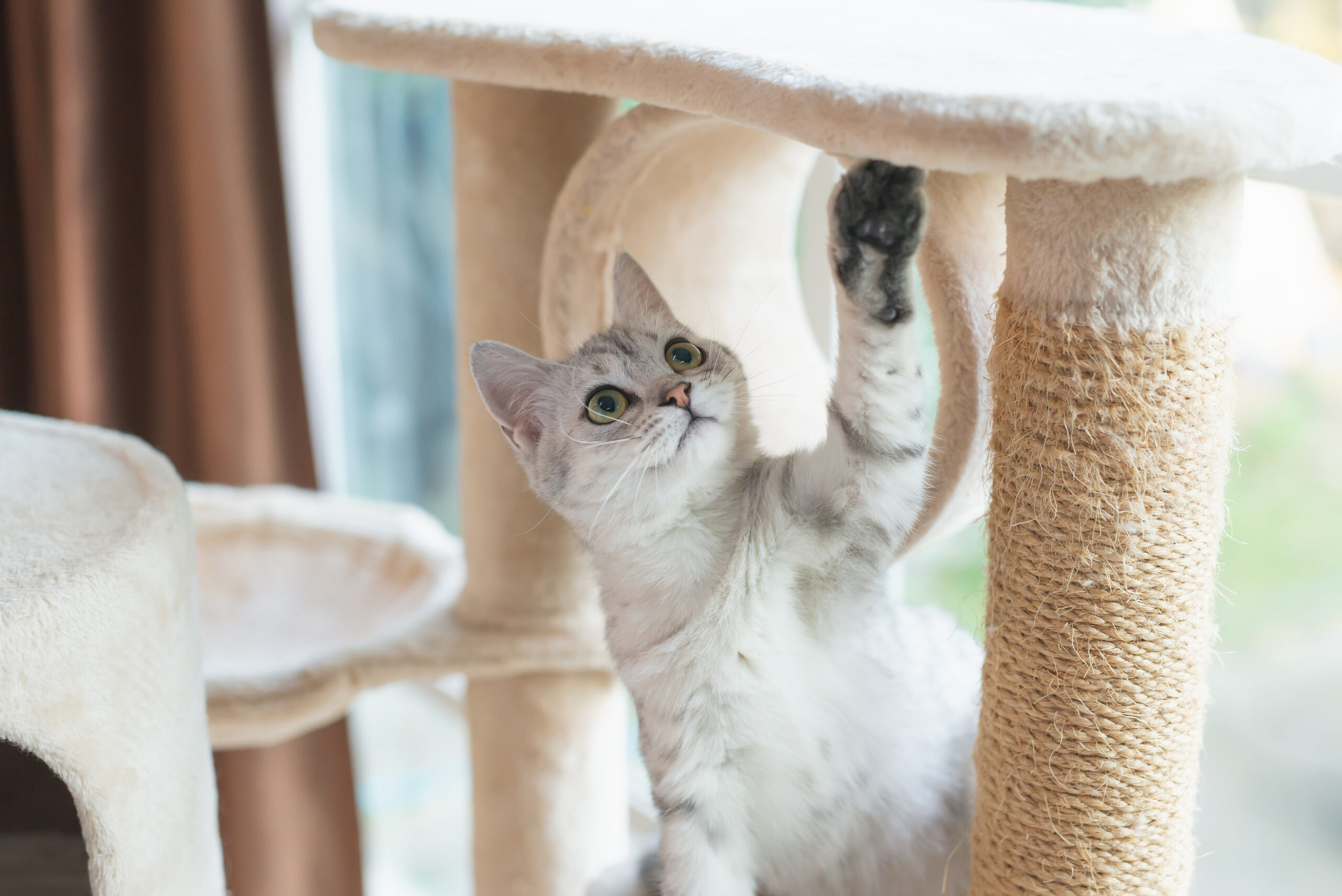 Pet Microchipping In Inverness, FL