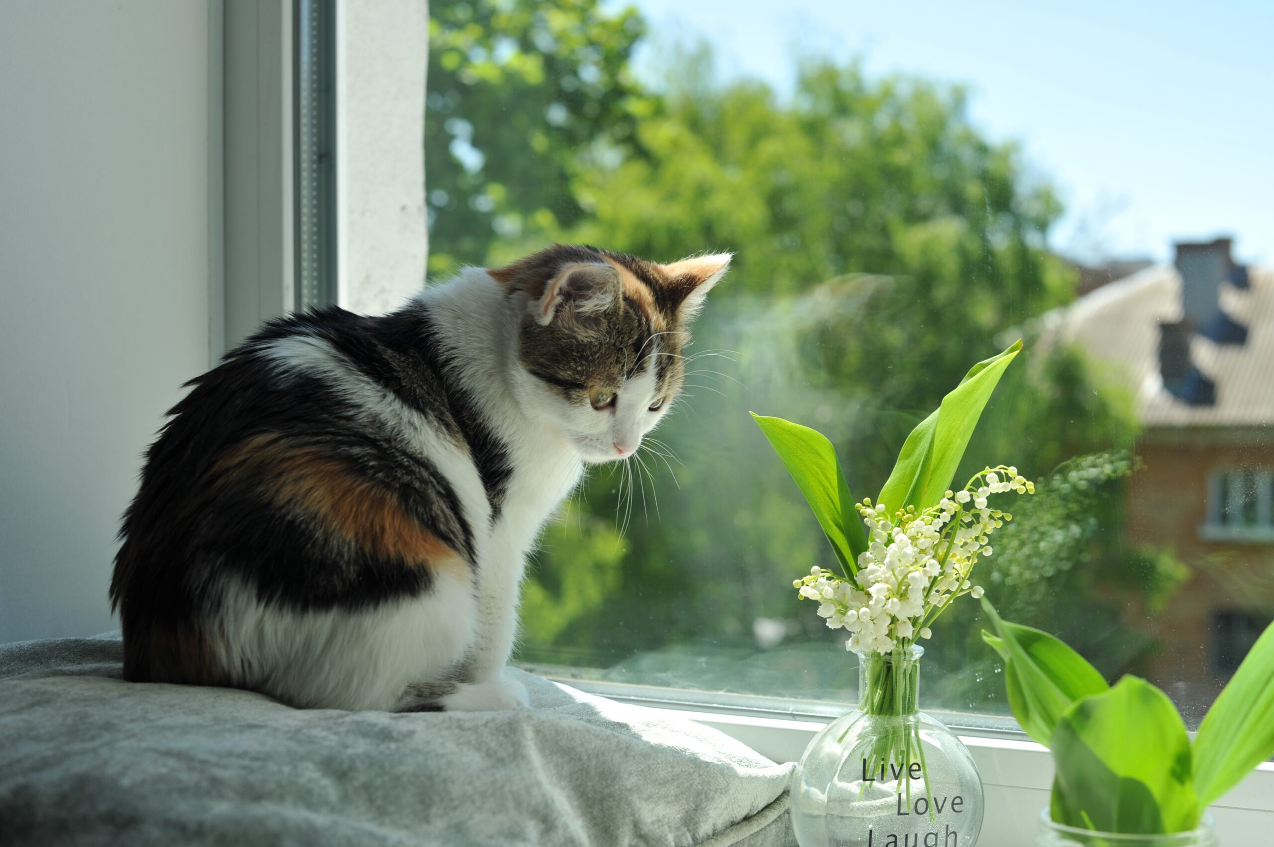 Pet Wellness Care In Inverness, FL