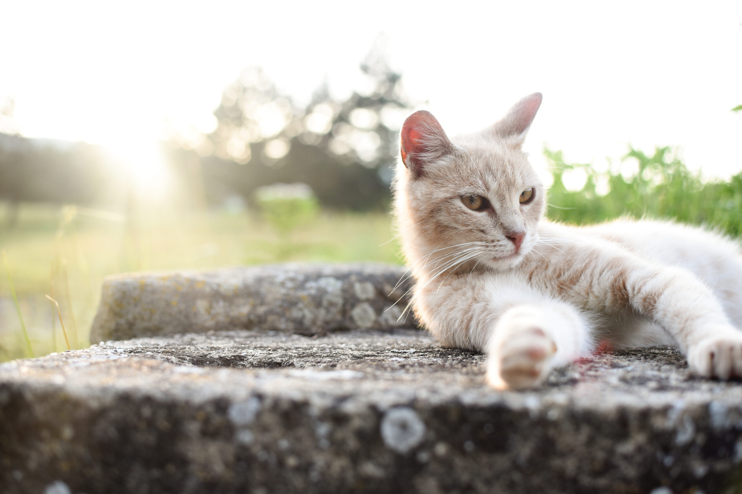 Comprehensive Pet Wellness Care In Inverness, FL