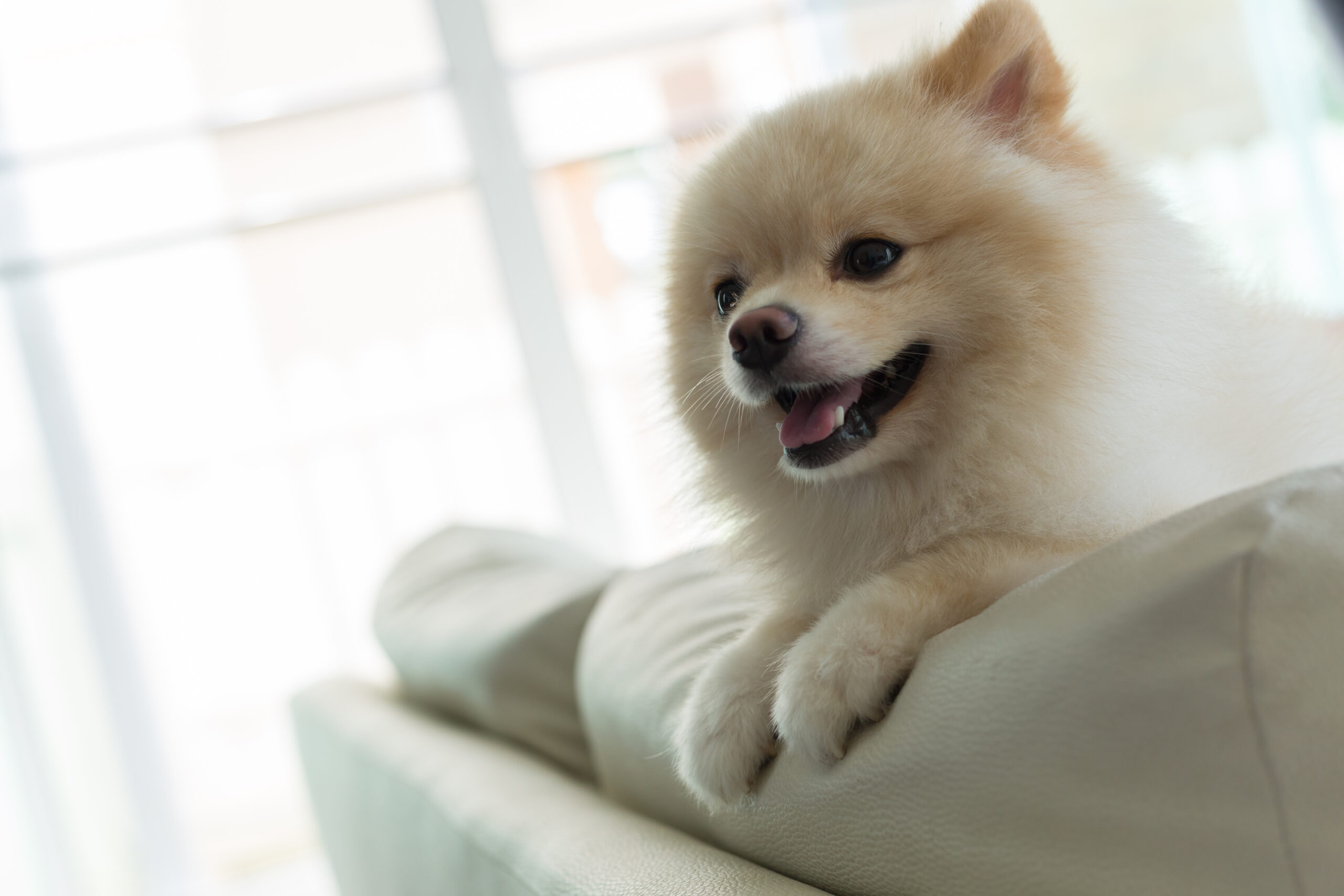 Cutting-Edge Pet Dental Care In Inverness, FL