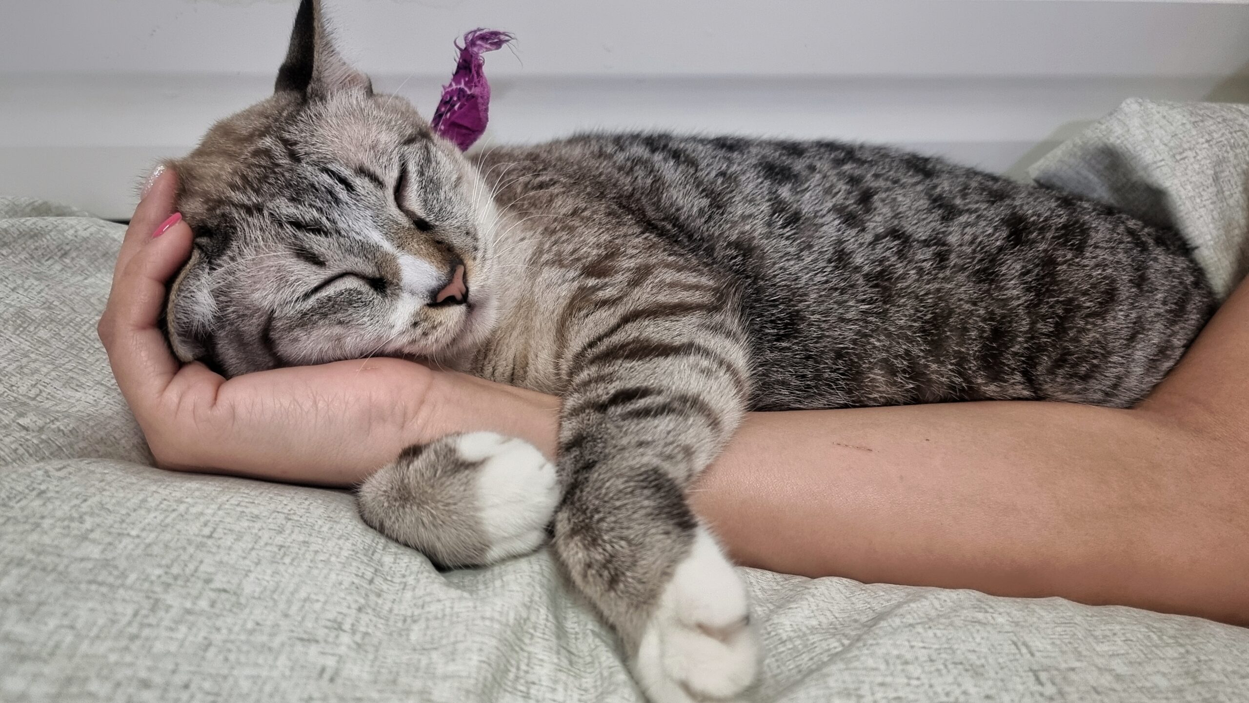 Dog And Cat Pain Management In Inverness, FL